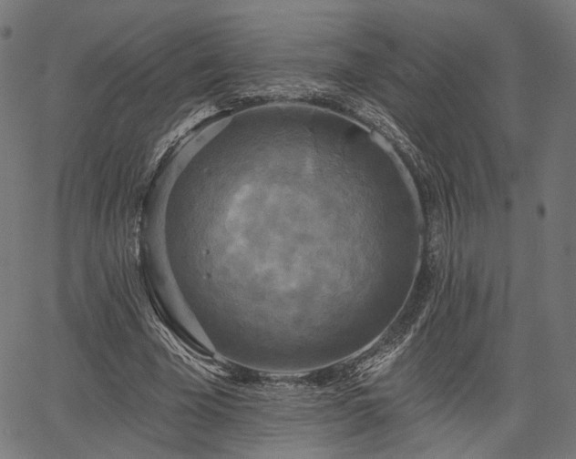 X0000067390585200604031035