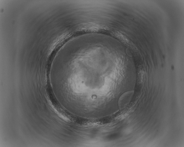 X0000067390638200604031033