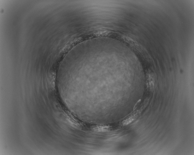 X0000067390664200604031034