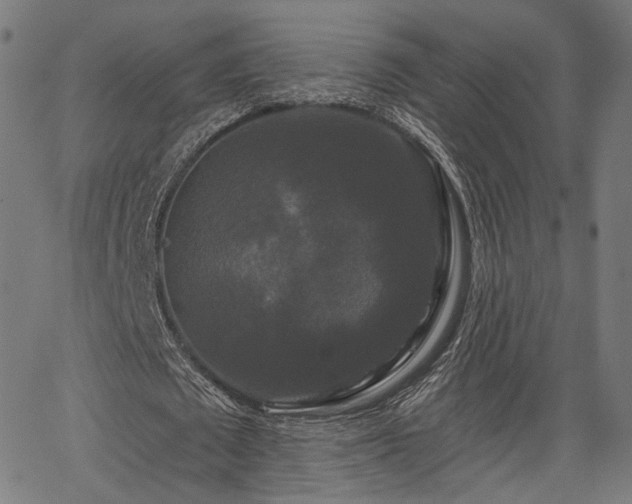 X0000067390673200604031033