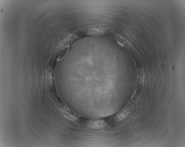 X0000067390716200604031033