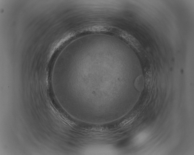 X0000067390727200604031032