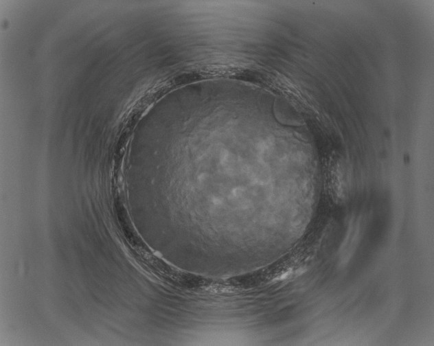 X0000067390742200604031032