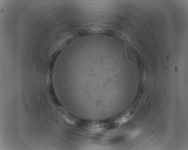 X0000067390746200604031032