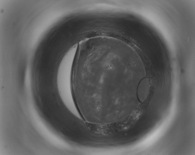 X0000067390765200604031032