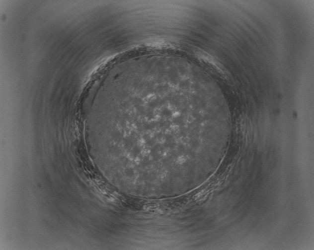 X0000067390776200604031032