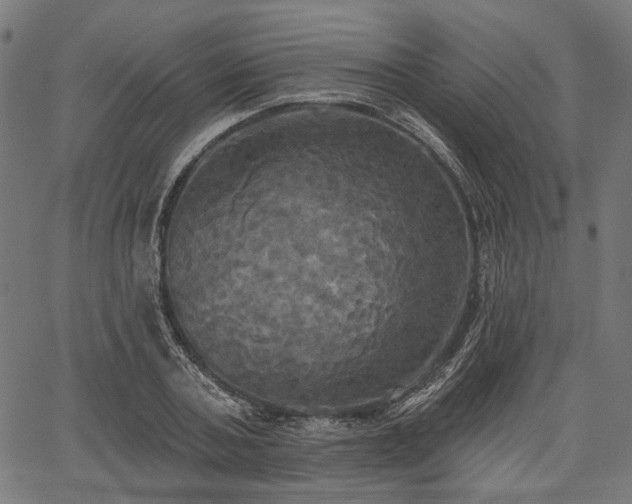 X0000067390787200604031031