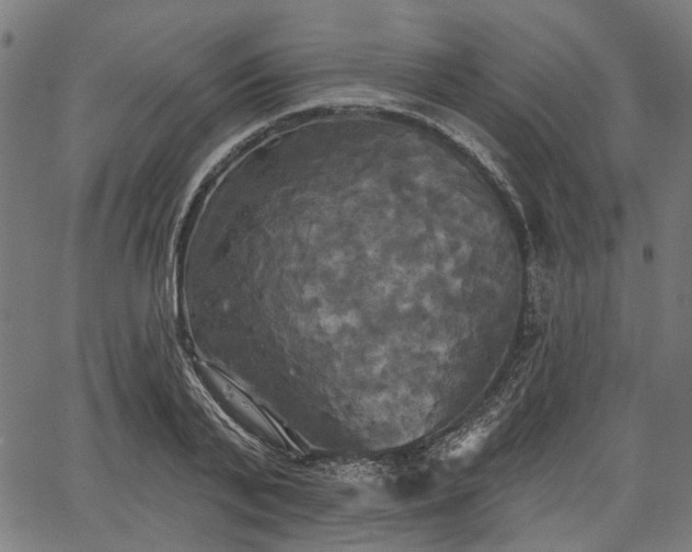 X0000067390791200604031031