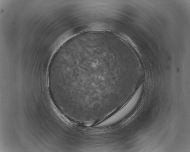 X0000067390795200604031031