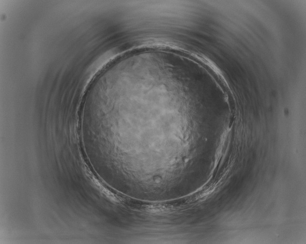 X0000067390799200604031031