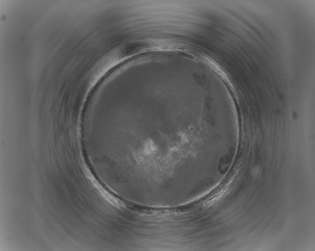 X0000067390803200604031031