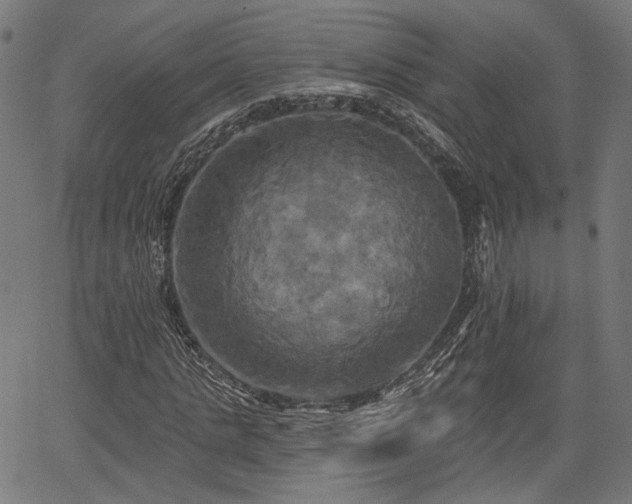 X0000067390821200604031030