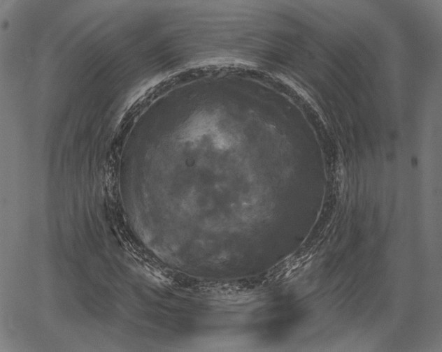 X0000067390823200604031030