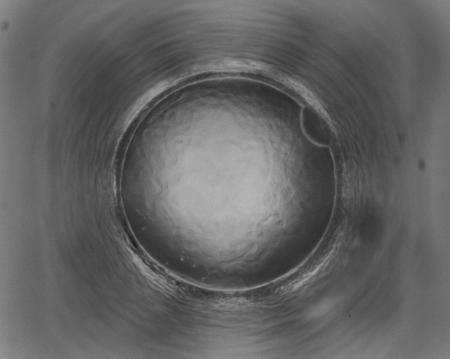 X0000067390837200604031030