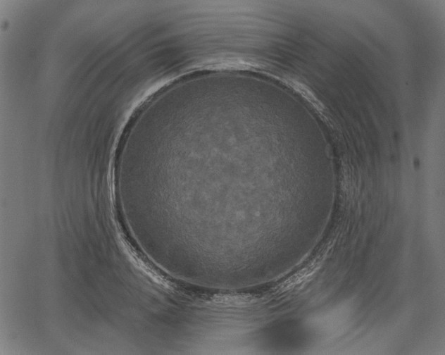 X0000067390840200604031031