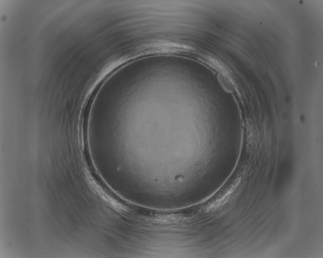 X0000067390843200604031031