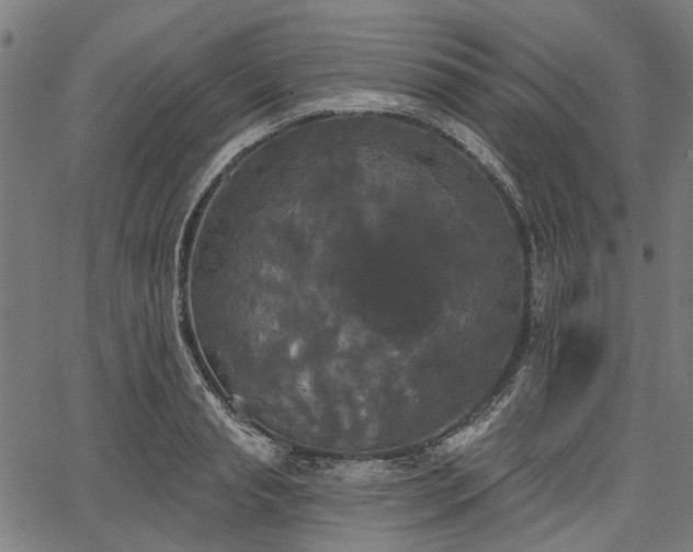 X0000067390845200604031031