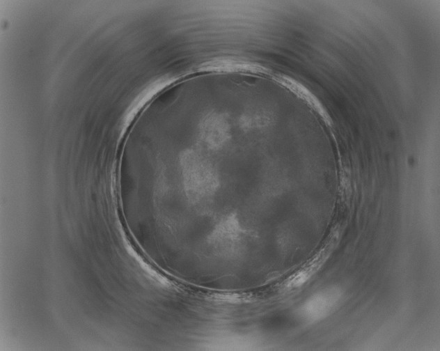 X0000067390855200604031031