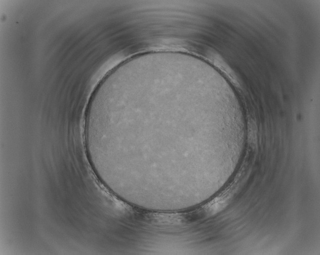 X0000067390856200604031031