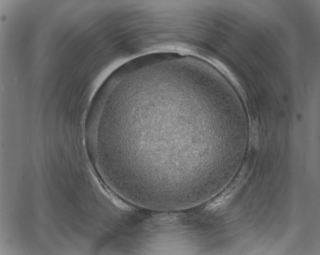 X0000067390862200604031031