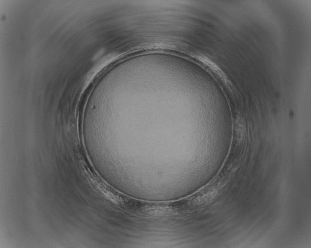 X0000067390886200604031030