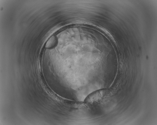 X0000067390887200604031030