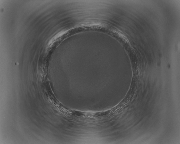 X0000067390920200604031029