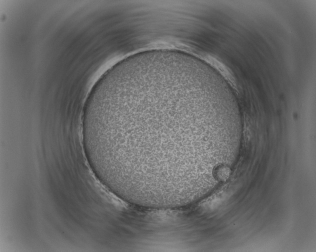 X0000067390950200604031029