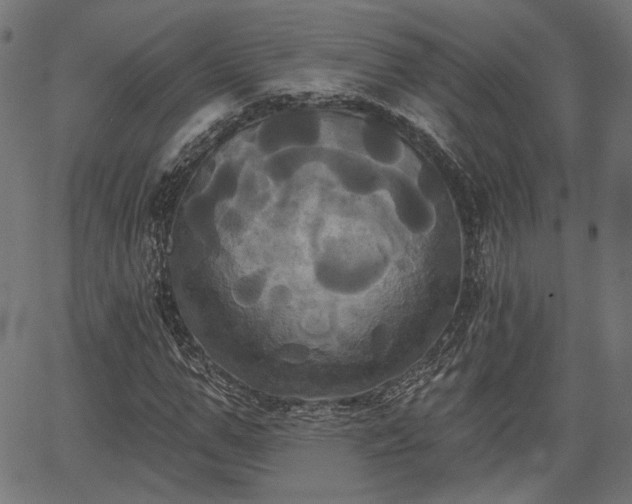 X0000067390967200604031028