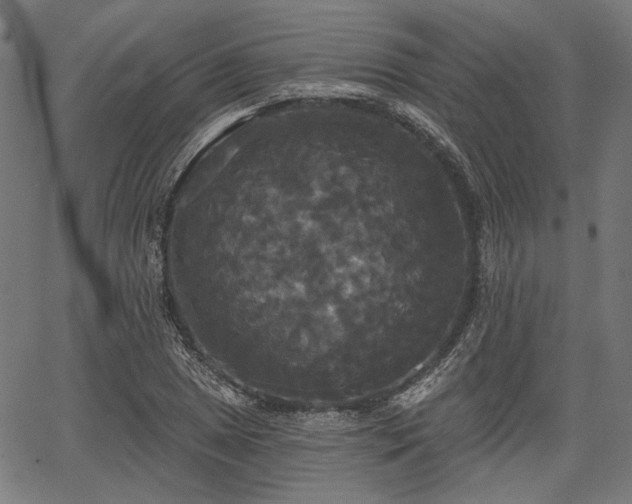 X0000067391025200604031027