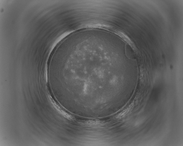 X0000067391036200604031027