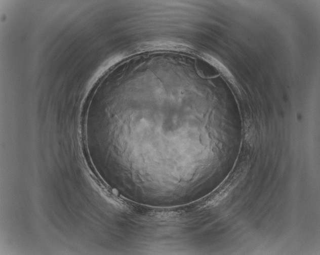 X0000067391043200604031028