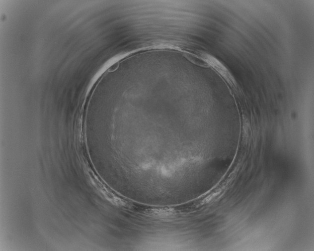 X0000067391052200604031028