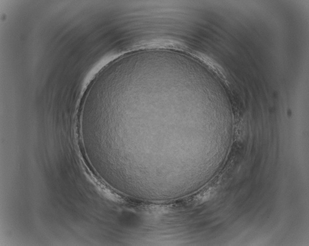 X0000067391086200604031027