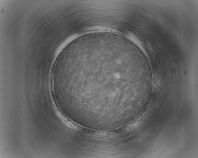 X0000067391098200604031026