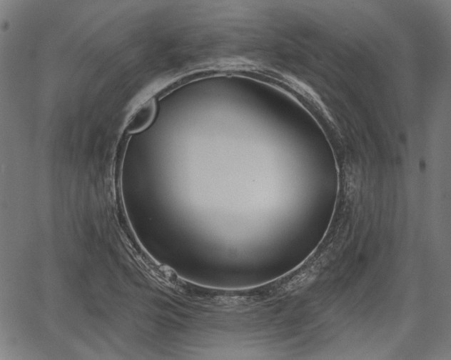 X0000067391176200604031025