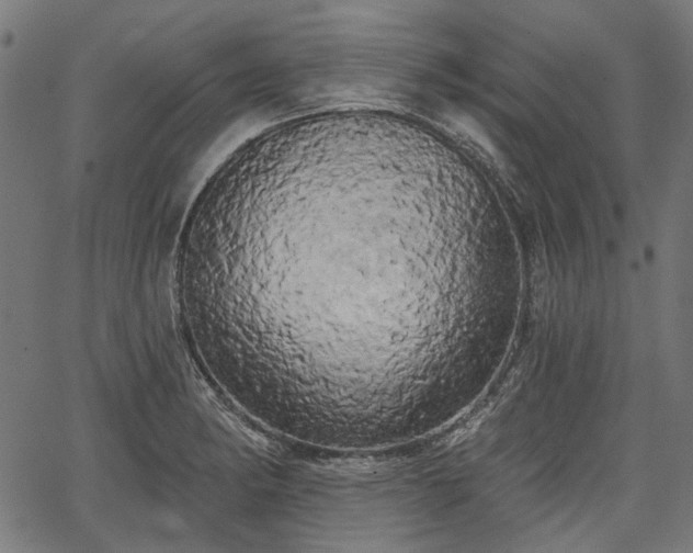 X0000067391182200604031025