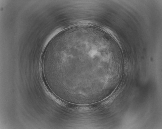 X0000067391235200604031024