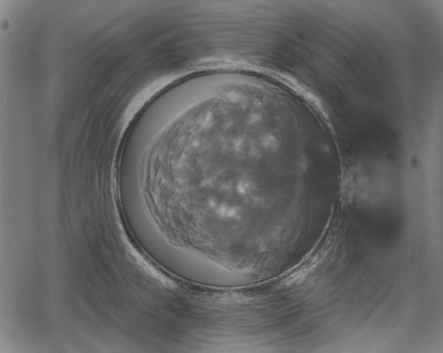 X0000067391239200604031024