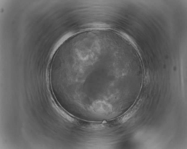 X0000067391243200604031024