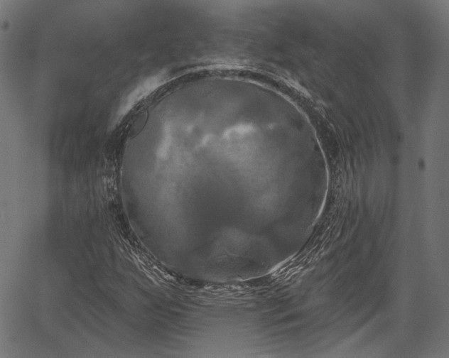 X0000067391255200604031024