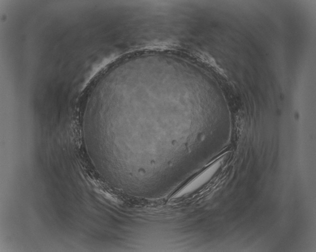 X0000067391256200604031024