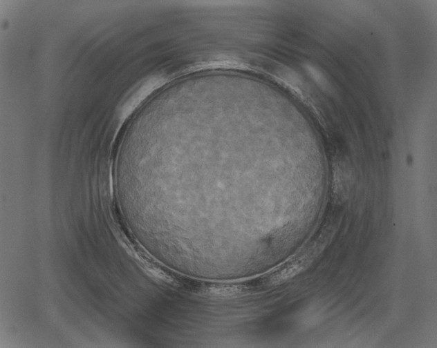 X0000067391274200604031023