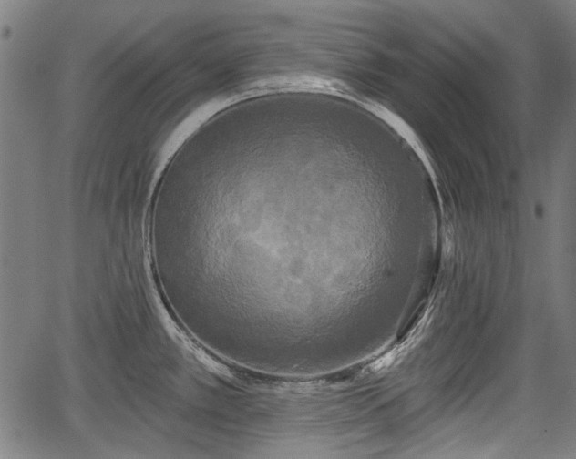 X0000067391389200604031021