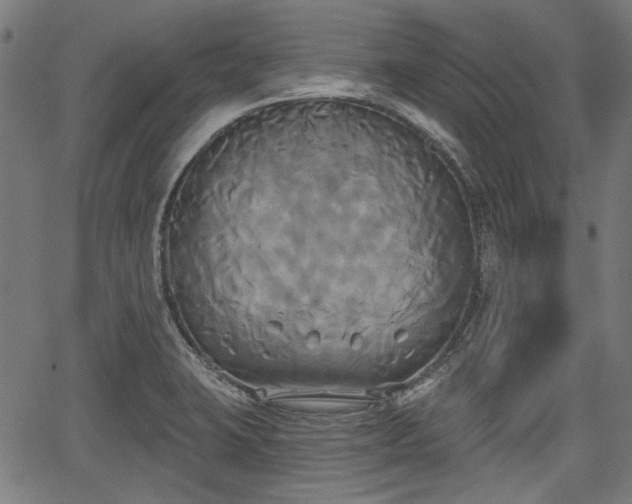 X0000067391423200604031021