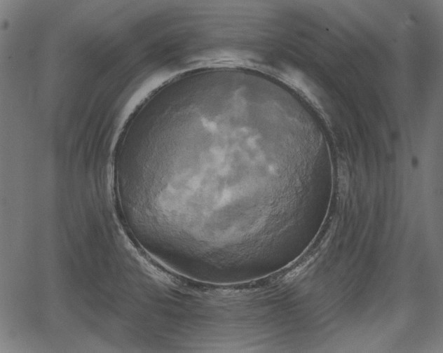 X0000067391424200604031021