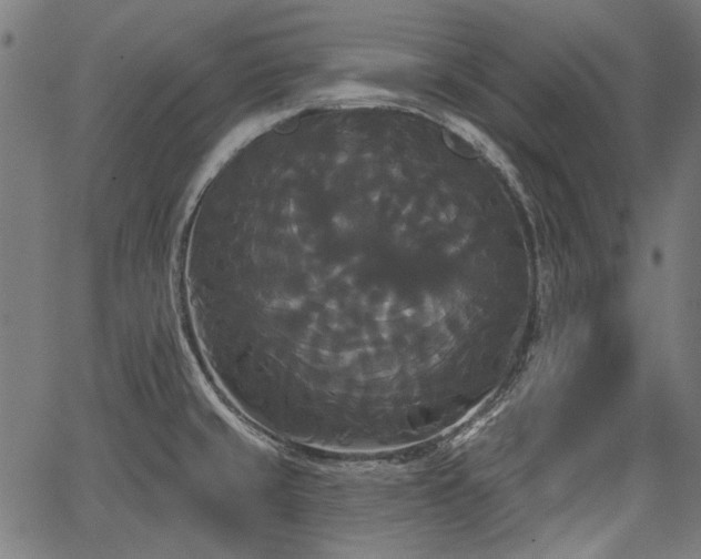 X0000067391429200604031021