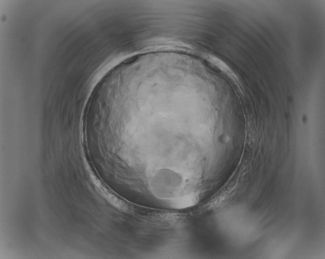 X0000067391431200604031021