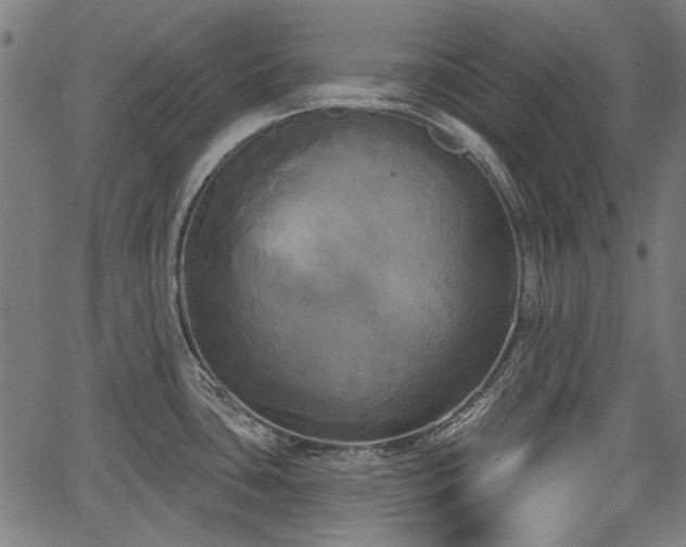 X0000067391435200604031021