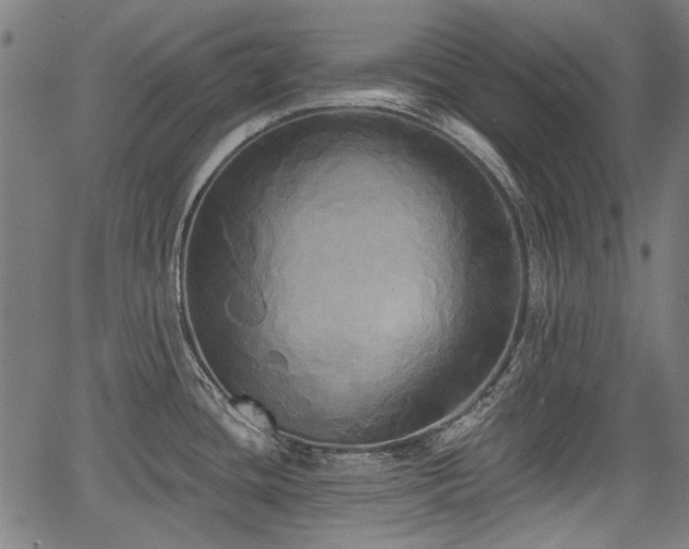 X0000067391436200604031021